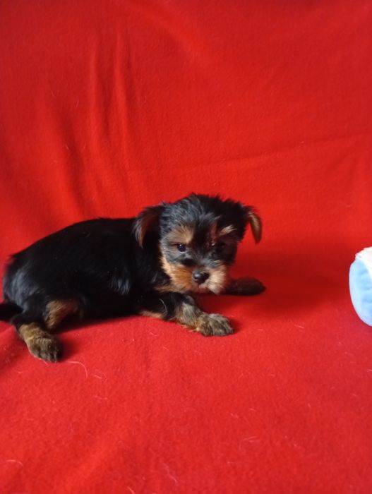 Yorkshire terrier szczeniak dziewczynka