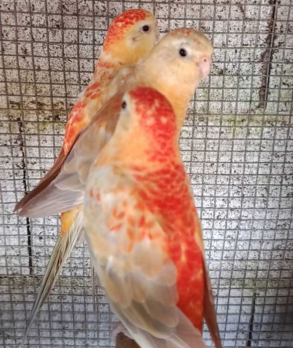 Red ranps laranja fêmeas