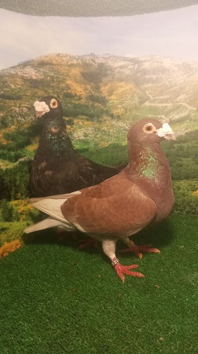 Casal de pombos correios