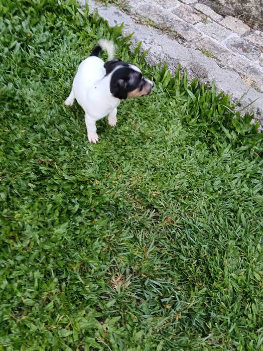 Jack Russel fêmea  linda
