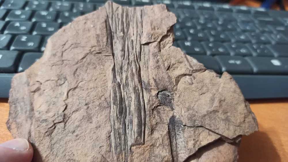 Окаменелость ветви Cordaitanthales