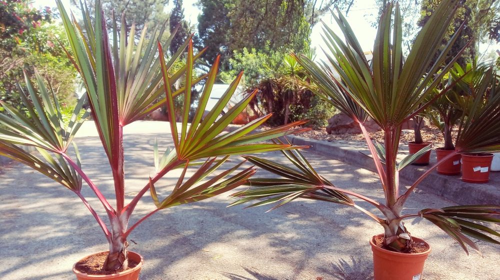 Excepcionais Latanias lontaroides, ou Latanias encarnadas