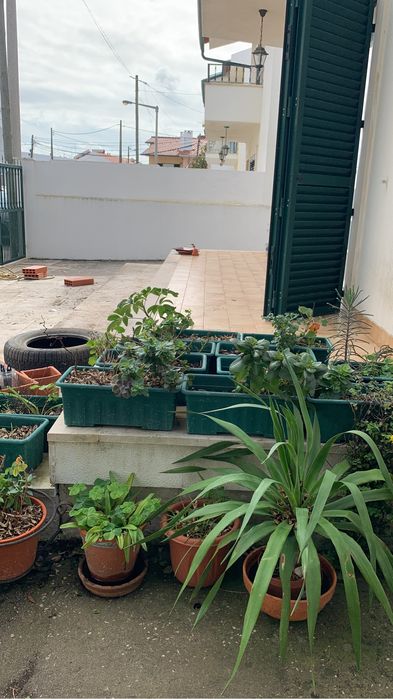 Plantas diversas cada vaso 5