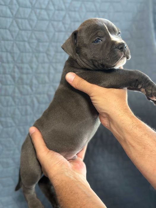 Цуценя АСТ АМСТАФФ Щенок АМСТАФФ АСТ стаффордширский терьер