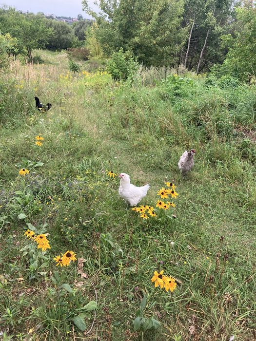 Інк.яйця Амераукана