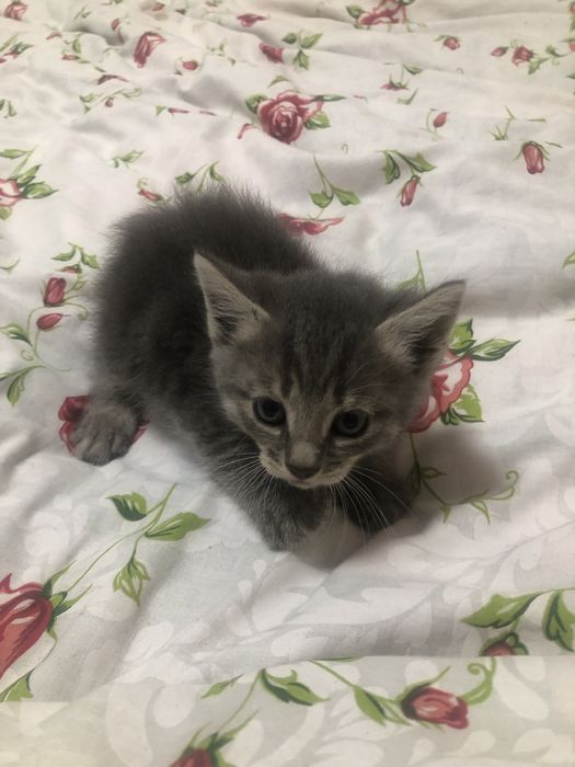 Кошенята терміново шукають дім