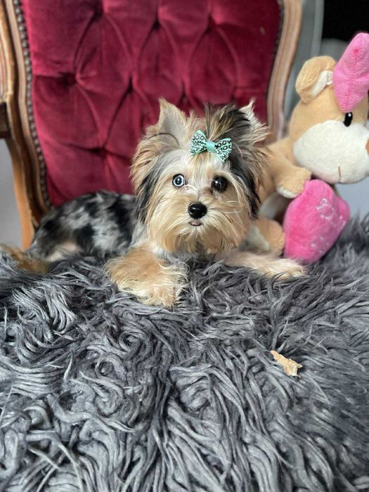 Blue merle miniaturka piesek paszport york