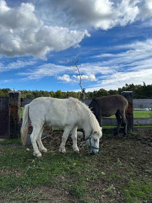 Agroturystyka -noclegi domek alpejski basen sauna balia natura zagroda