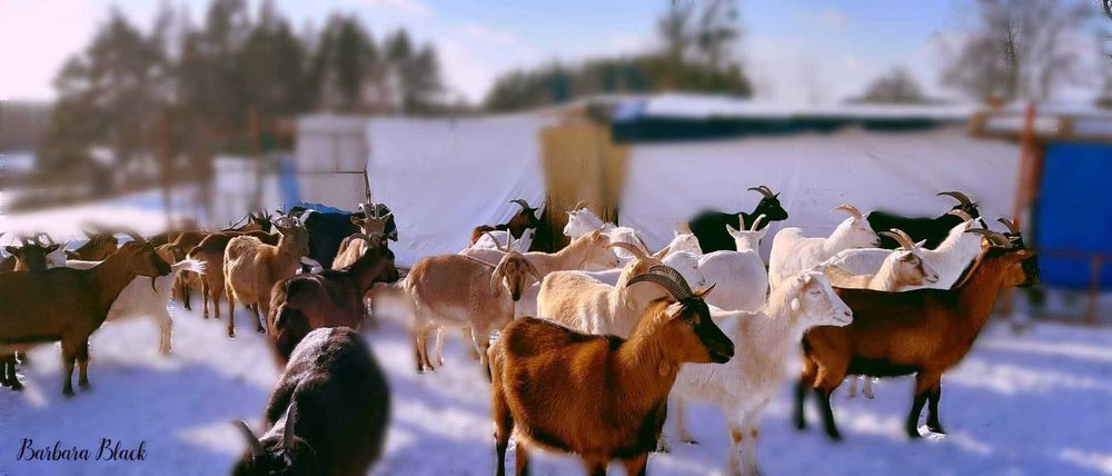 STADO kóz na sprzedaż