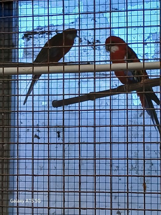 Casal de roselas adultas