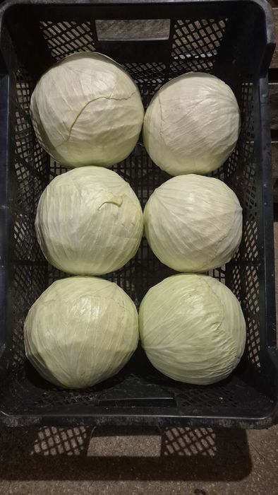 Kapusta biała 2-3.5kg