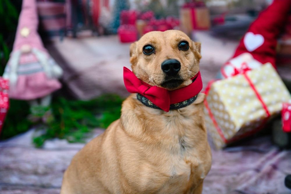 Nadia szuka kochającej rodziny