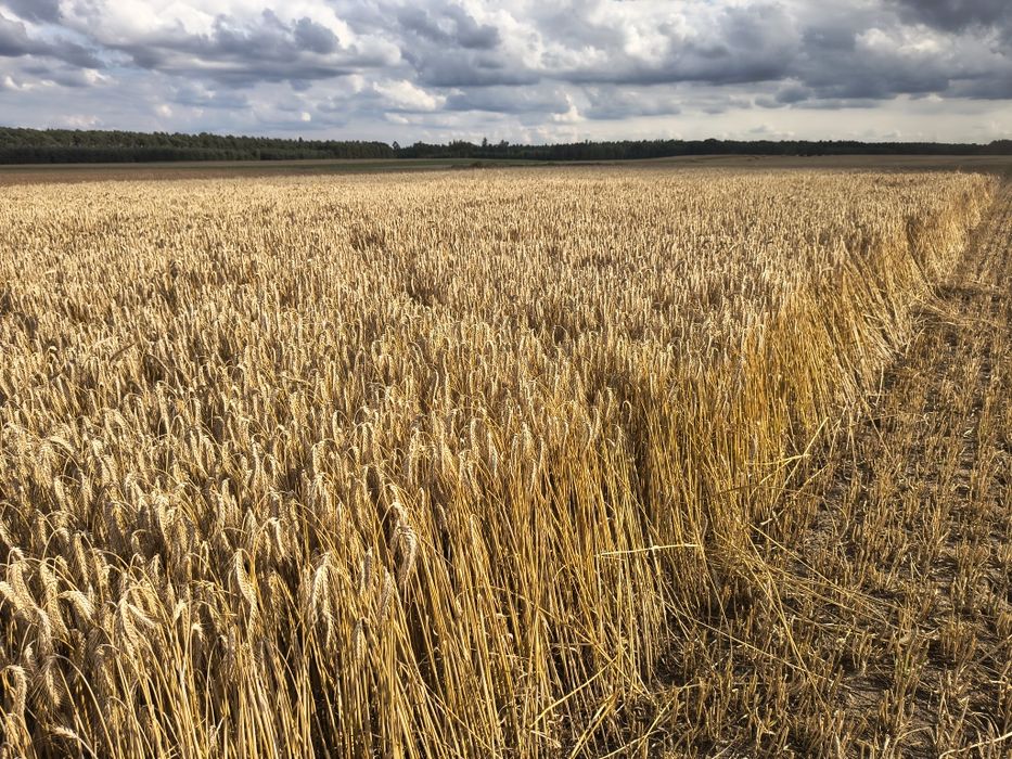 Pszenica Konsumpcyjna, paszowa, pszenżyto, workowane