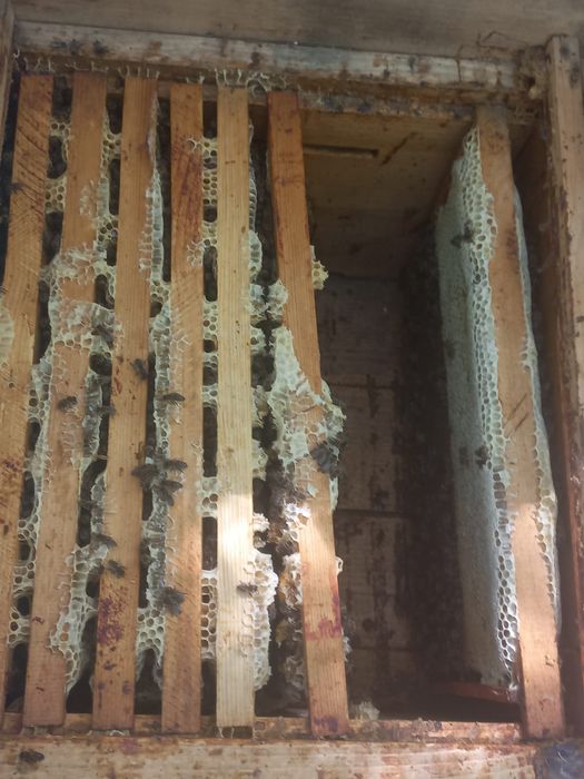 Продаю бджолопакети