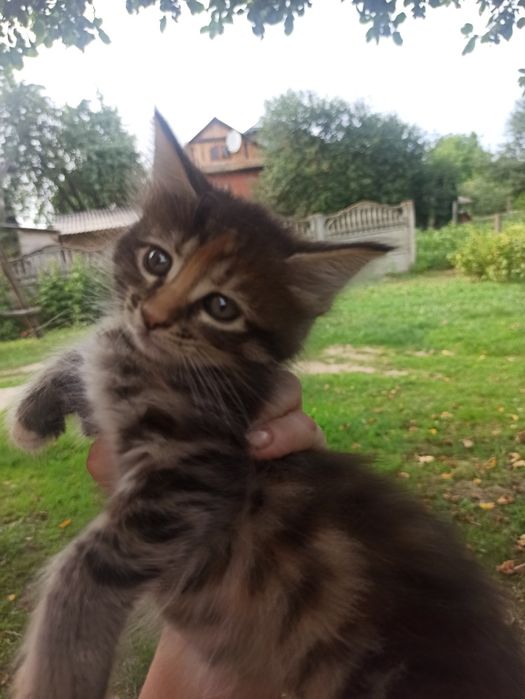 Кошенята Мей Кун
