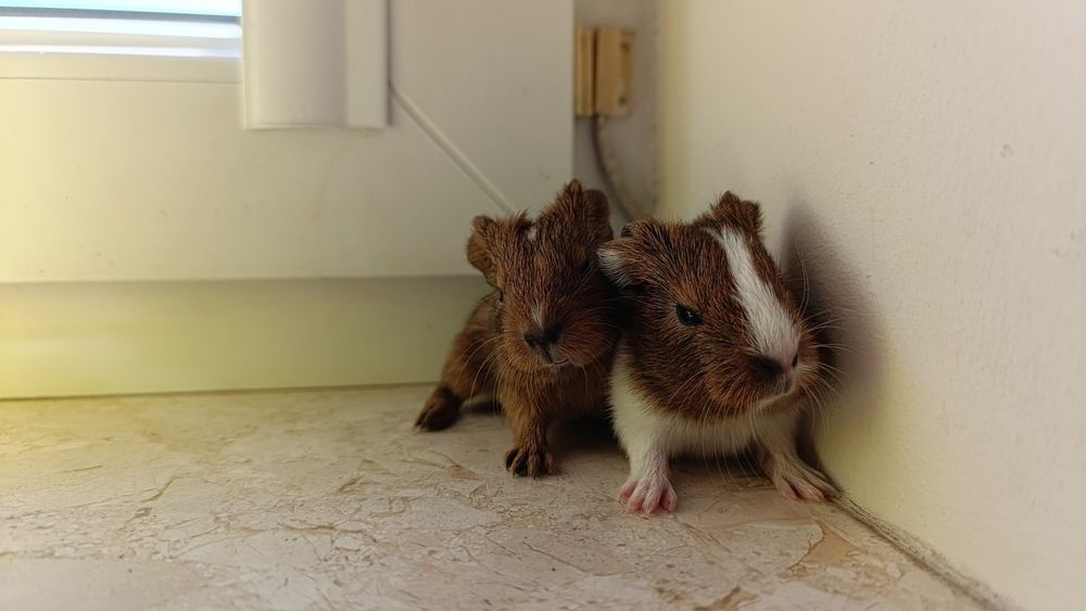 Różne Świnki morskie cavia domowa