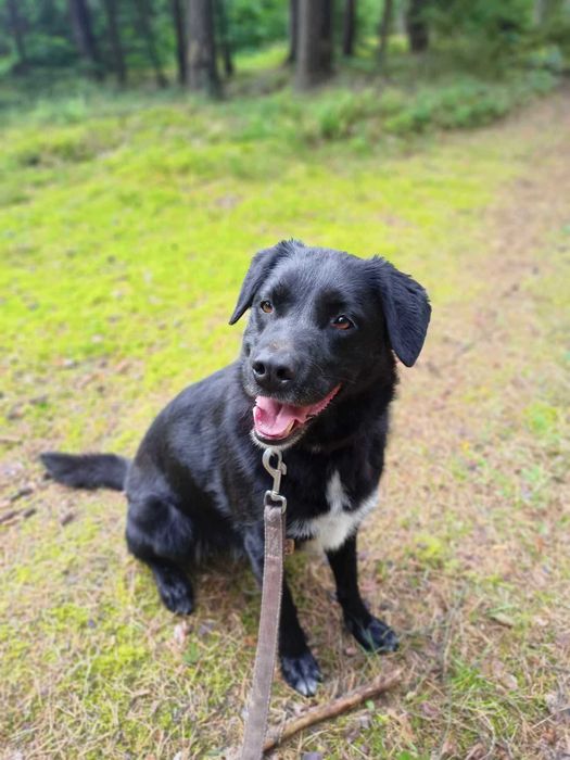 Spiner - od 6 lat w schronisku