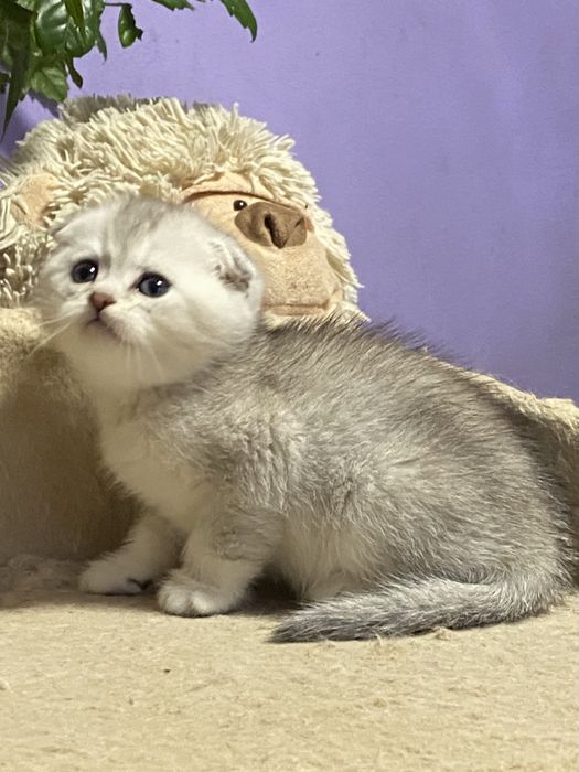 Пушистый подарочек!