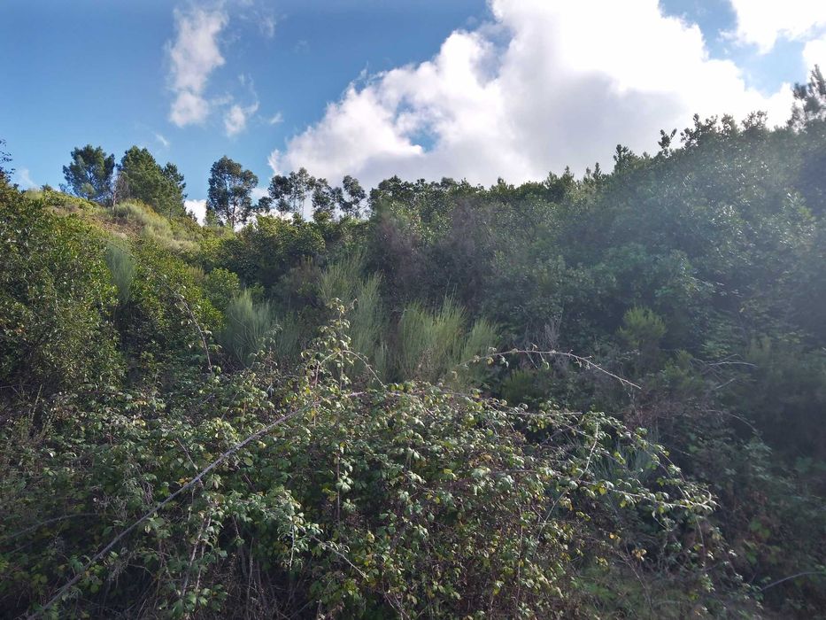 Terreno rustico zona de pinhal 3.8ha