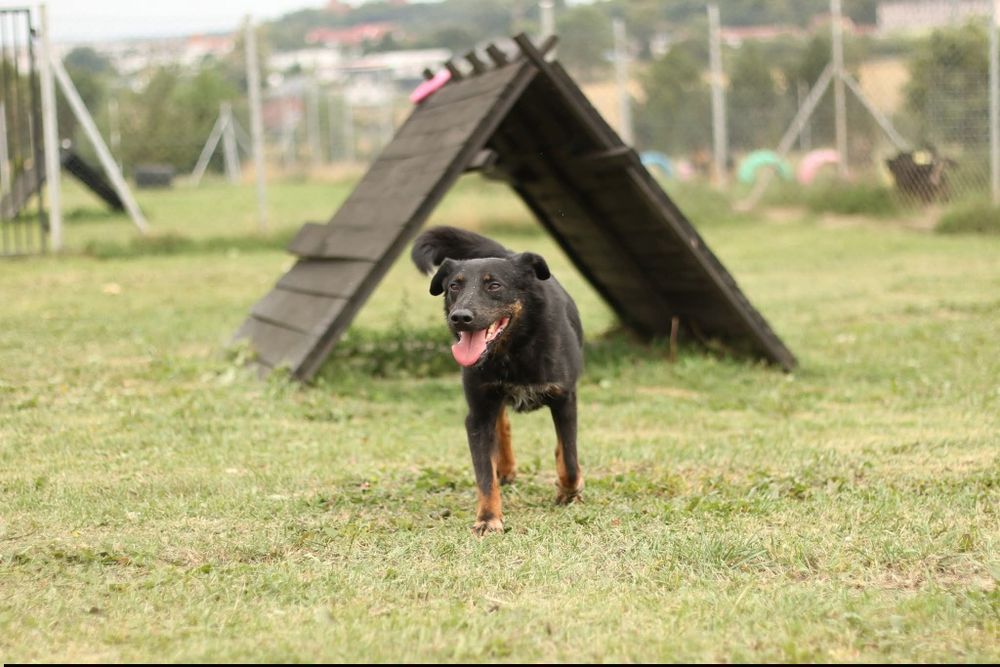 Odin do pilnej adopcji!