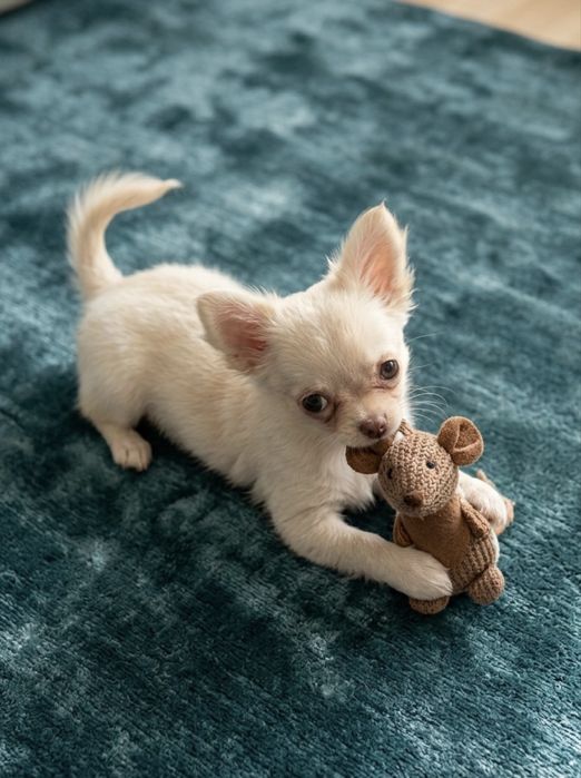 Білосніжна МІНІ дівчинка