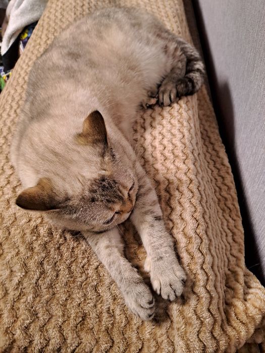 Кішка британської породи blue point.