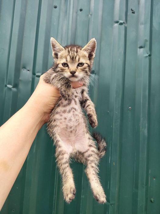 котята прямоушки и вислоушки