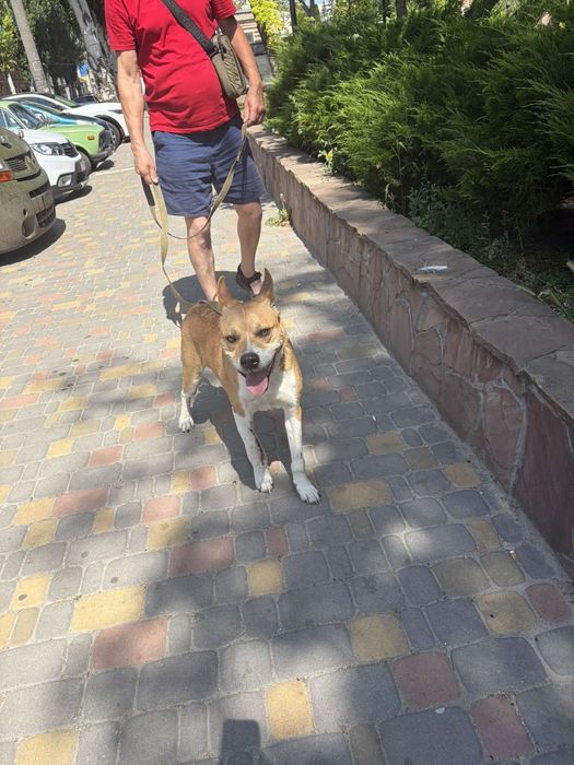 Отдам в хорошие ручки собаку