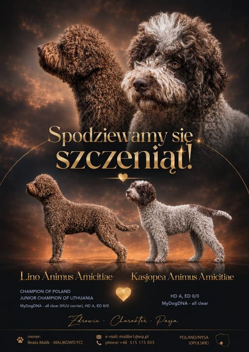Suczka Lagotto Romagnolo