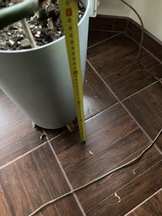 Monstera kwiat olbrzymia zadbana