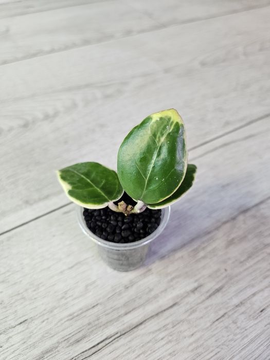 Hoya Anjuk Ladang albomarginata