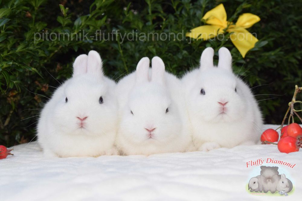 Кролики висловухі та з маленькими вушками з розплідника