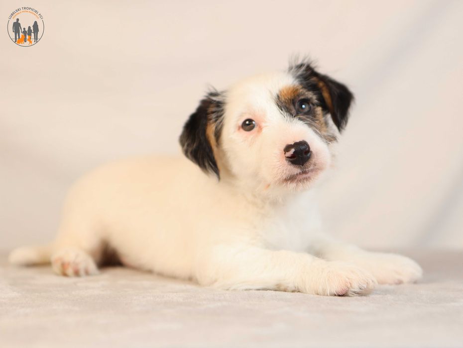 Jack Russell Terrier ZKwP FCI