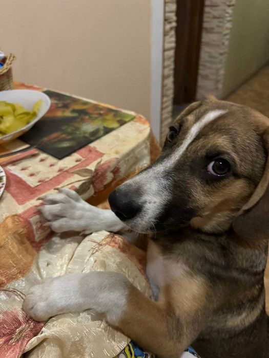 Бигль отдам кобель только звонок