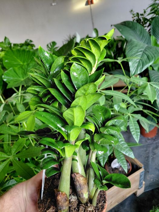 Zamioculcas zenzi, zamiokulkas 40-50cm WYSYŁKA