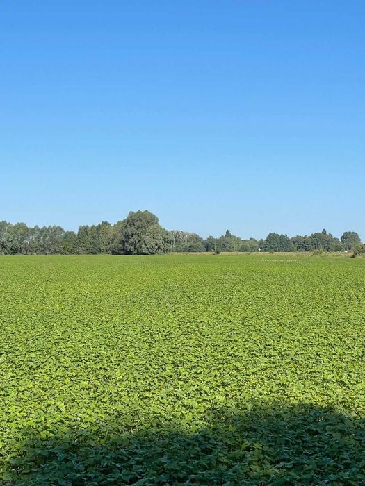 Продаж земель товарного виробництва