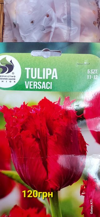 Продам цибулини квітів