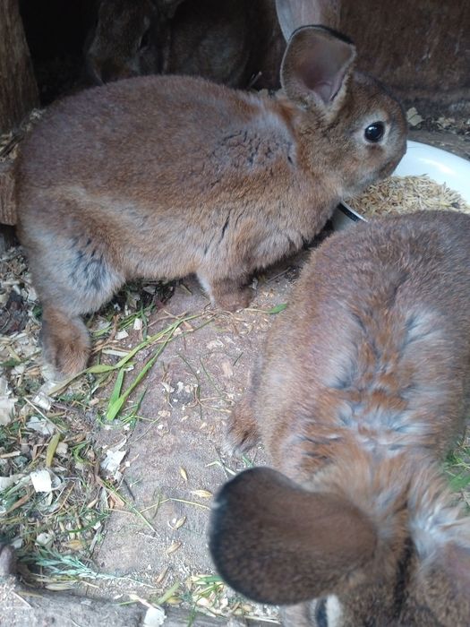 Кролики самки рекс кастор