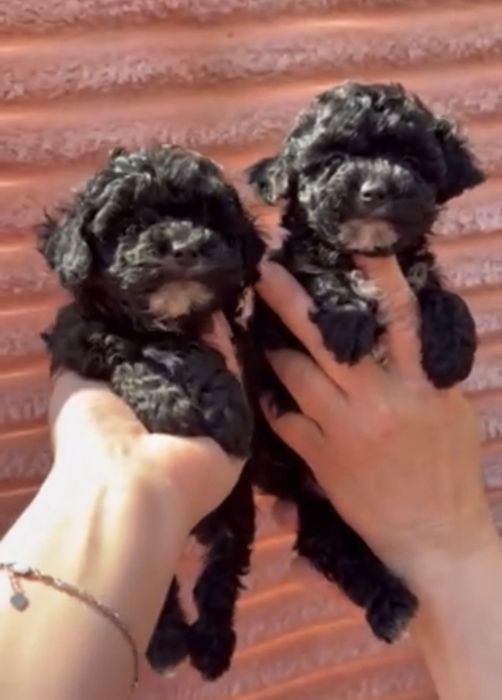 Exclusive‼️Щенята Мальтипу тедді/maltipoo Міні Мальтипу Мальтіпу