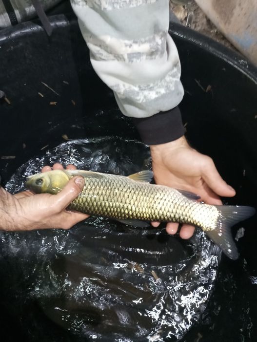 Amur większy dowóz