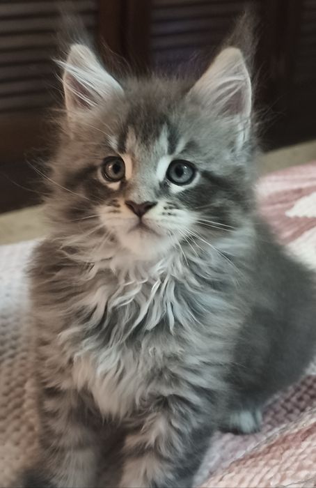 MAINE COON  o gigante gentil entrego com Lop