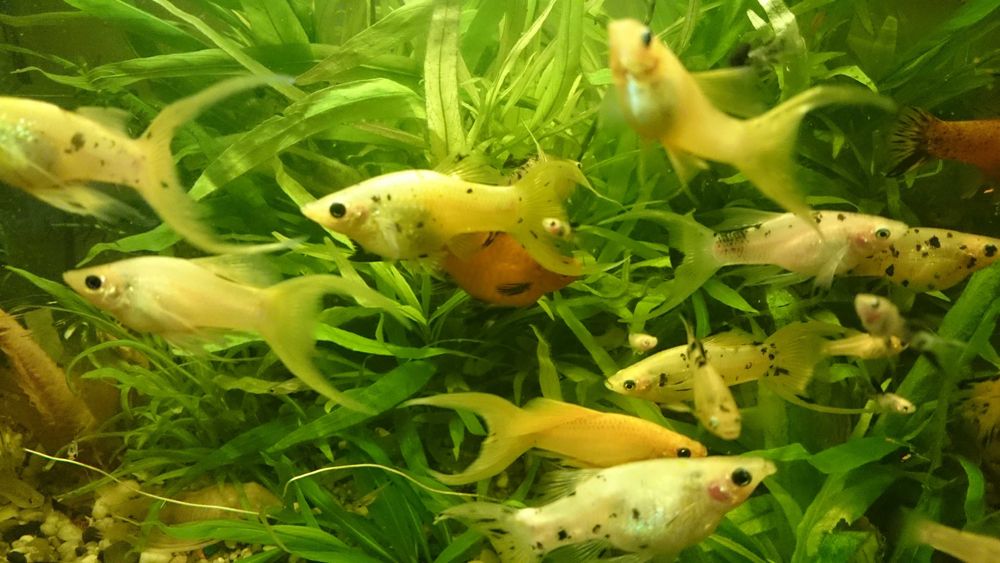 Piękne weloniaste molinezje księżycowe