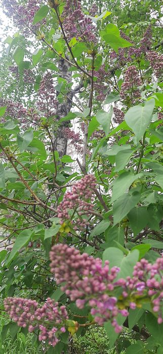 Продам саженцы сирени