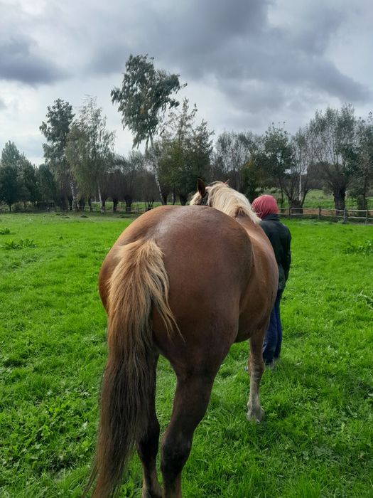 Продам кобилу.Вся інформація по номеру телефону