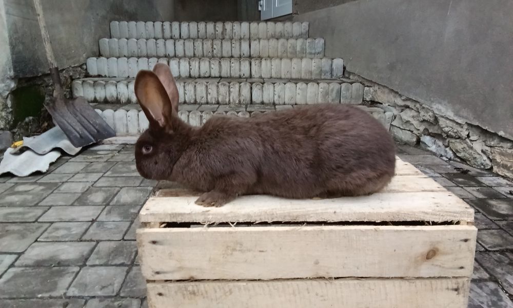 Кріль Породи Строкач Гавана вік 3, 5 місяців