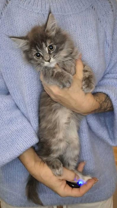 Maine Coon - dziewczynki (3 miesiące)