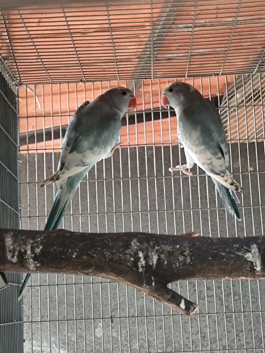Ring necks prontos a reproduzir em 2027 apartir 115 cada pássaro
