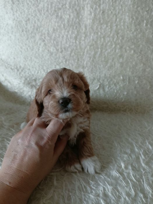 Maltipoo - maltańczyk & pudel toy