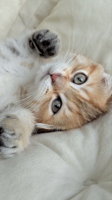 Висловухий шотландський хлопчик, scottish fold, шотландські кошенята