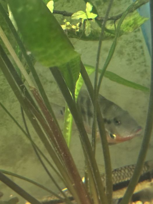 Stado kosiarek  + Pielegnice Mekka sprzedam lub zamienie na pyszczaki